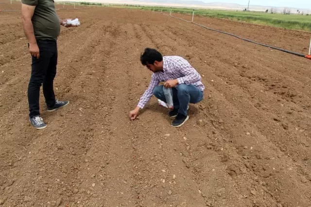 Mardin'de mısır yerine alternatif olarak yer fıstığı yetiştirilmesi için çalışmalar başladı Mardin'de mısır yerine alternatif olarak yer fıstığı yetiştirilmesi için çalışmalar başladı