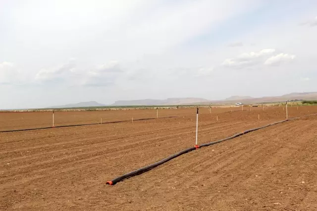 Mardin'de mısır yerine alternatif olarak yer fıstığı yetiştirilmesi için çalışmalar başladı Mardin'de mısır yerine alternatif olarak yer fıstığı yetiştirilmesi için çalışmalar başladı