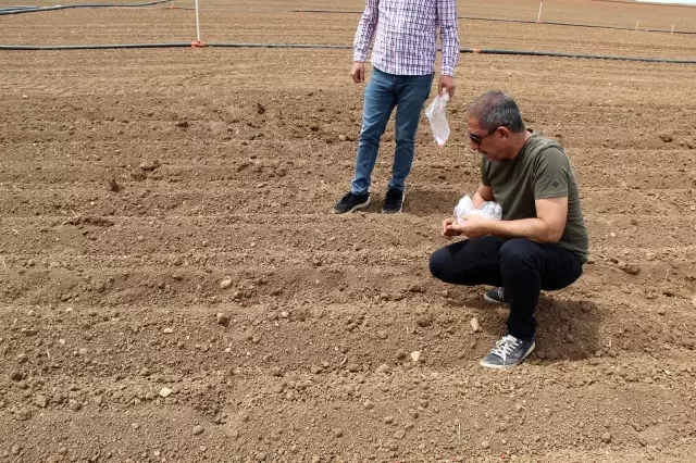 Mardin'de mısır yerine alternatif olarak yer fıstığı yetiştirilmesi için çalışmalar başladı Mardin'de mısır yerine alternatif olarak yer fıstığı yetiştirilmesi için çalışmalar başladı