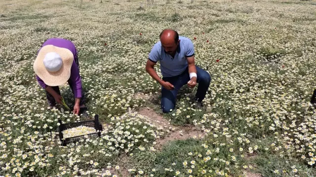 Şifa deposu Mayıs papatyasında hasat zamanı Şifa deposu Mayıs papatyasında hasat zamanı