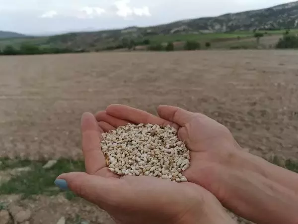 Paris'te okuyup memleketi Tunceli'ye döndü! Aspir üretiminden 4 ayda 150 bin lira kazanacak Paris'te okuyup memleketi Tunceli'ye döndü! Aspir üretiminden 4 ayda 150 bin lira kazanacak