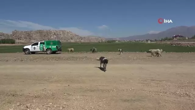 Tam kısıtlamada aç kalan hayvanlar polise emanet Tam kısıtlamada aç kalan hayvanlar polise emanet
