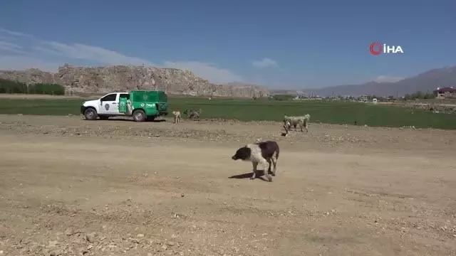 Tam kısıtlamada aç kalan hayvanlar polise emanet Tam kısıtlamada aç kalan hayvanlar polise emanet