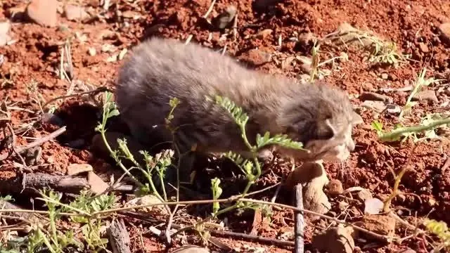Tarlada bulunan yaban kedisi yavruları bakıma alındı Tarlada bulunan yaban kedisi yavruları bakıma alındı