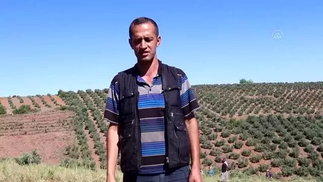 Tarlada bulunan yaban kedisi yavruları bakıma alındı Tarlada bulunan yaban kedisi yavruları bakıma alındı