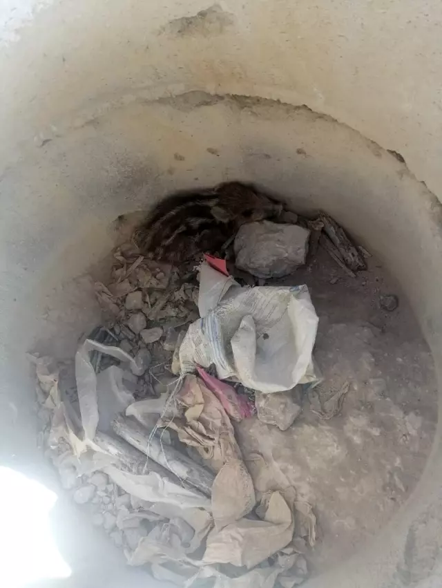 Yavru yaban domuzu böyle kurtarıldı