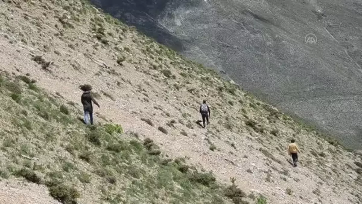 Yüksek kesimlerde yetişen 'yayla muzu' ilgi görüyor