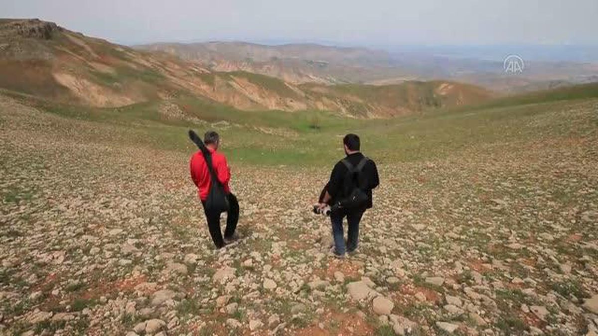 2 bin 340 rakımda tesadüfen keşfedilen böceğe 'Kürklü düğün' adı verildi