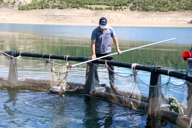 Denizi olmayan Yozgat'ta yılda 60 ton balık üretip Avrupa'ya ihraç ediyor