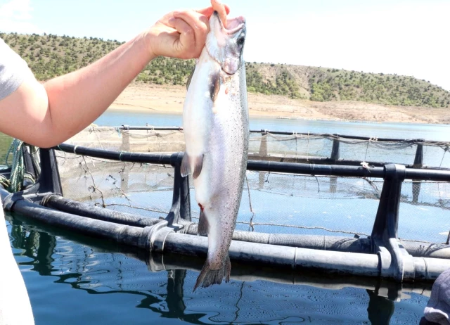 Denizi olmayan Yozgat'ta yılda 60 ton balık üretip Avrupa'ya ihraç ediyor
