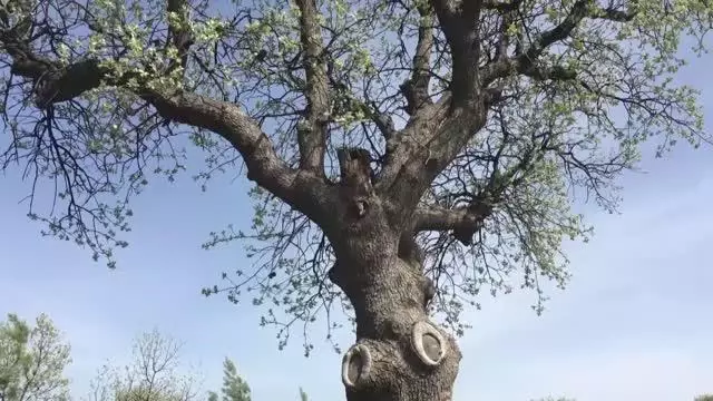Boş kalan parkta yaşayan sincaplar sakinliğin keyfini çıkardı Boş kalan parkta yaşayan sincaplar sakinliğin keyfini çıkardı
