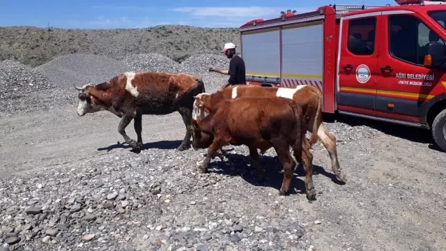 Çamura saplanan inekleri itfaiye kurtardı Çamura saplanan inekleri itfaiye kurtardı