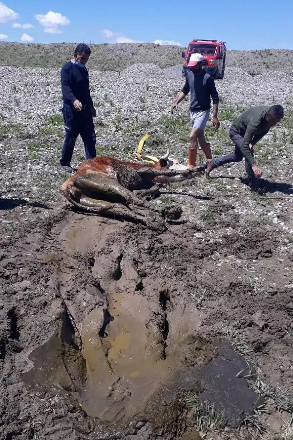 Son Dakika | Çamura saplanan inekleri itfaiye kurtardı Son Dakika | Çamura saplanan inekleri itfaiye kurtardı