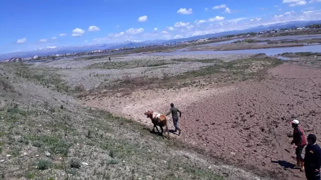 Çamura saplanan inekleri itfaiye kurtardı Çamura saplanan inekleri itfaiye kurtardı
