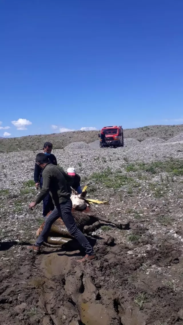 Çamura saplanan inekleri itfaiye kurtardı Çamura saplanan inekleri itfaiye kurtardı