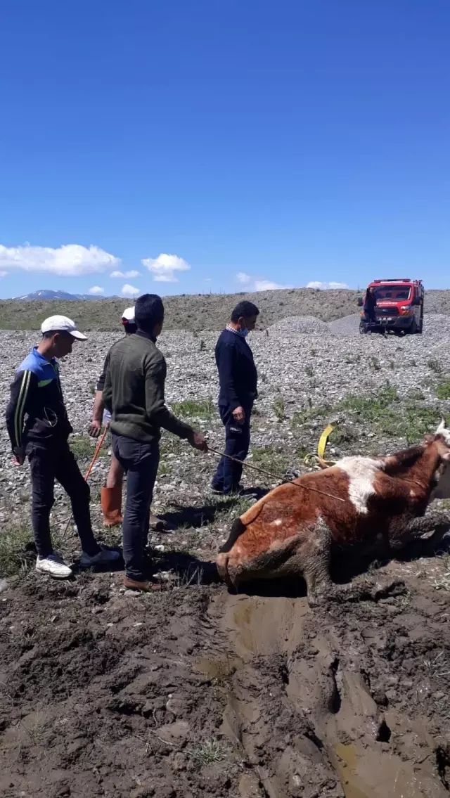 Çamura saplanan inekleri itfaiye kurtardı Çamura saplanan inekleri itfaiye kurtardı