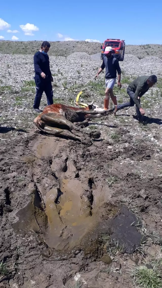 Çamura saplanan inekleri itfaiye kurtardı Çamura saplanan inekleri itfaiye kurtardı