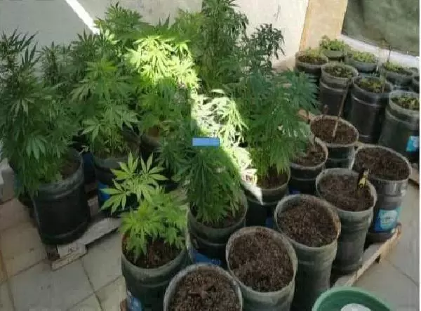 Didim'de, kenevir yetiştirilen eve polis baskını Didim'de, kenevir yetiştirilen eve polis baskını