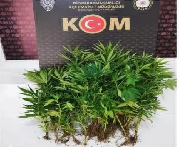 Didim'de, kenevir yetiştirilen eve polis baskını Didim'de, kenevir yetiştirilen eve polis baskını