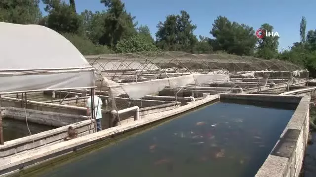 Domatesleri kaldırıp serada balık üretimine başladı Domatesleri kaldırıp serada balık üretimine başladı