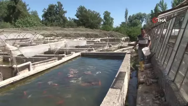 Domatesleri kaldırıp serada balık üretimine başladı Domatesleri kaldırıp serada balık üretimine başladı