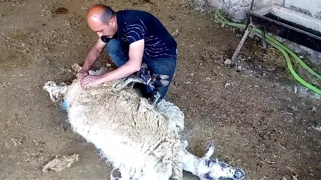 Kınalı kuzulara bayram makyajı