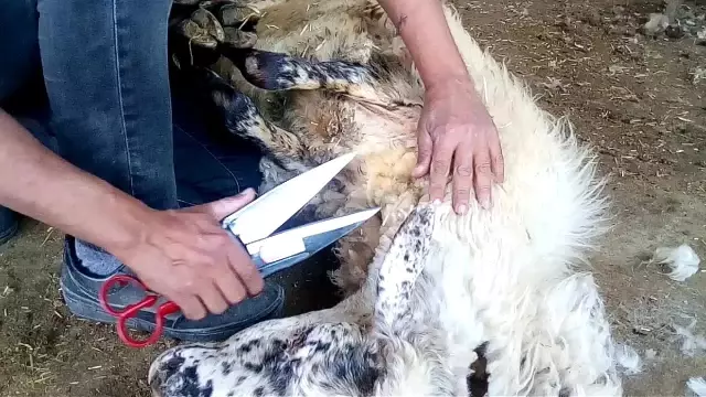 Kınalı kuzulara bayram makyajı