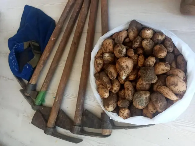 Kısıtlamayı ihlal edip, salep soğanı toplayan 5 kişiye ceza yağdı Kısıtlamayı ihlal edip, salep soğanı toplayan 5 kişiye ceza yağdı