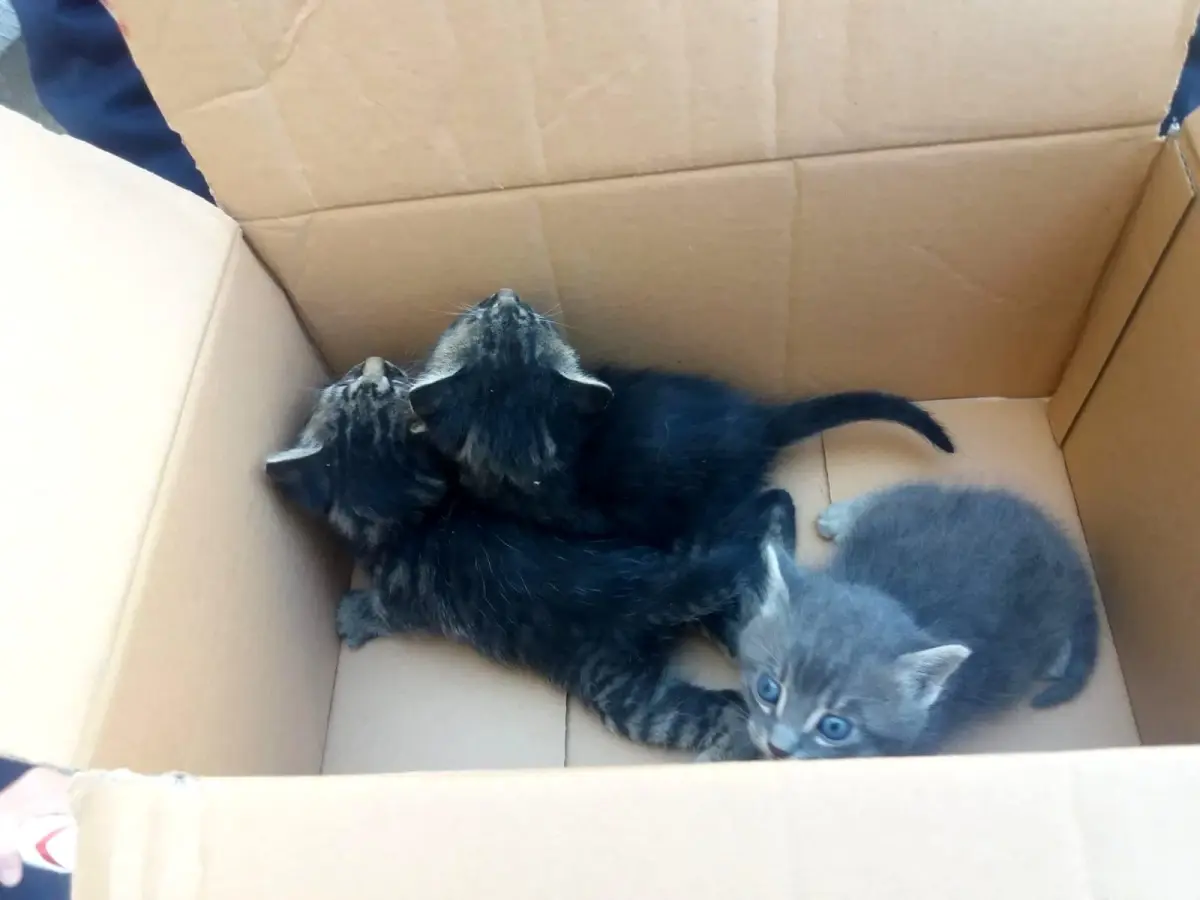 Mahsur kalan kedilerin yardımına itfaiye koştu