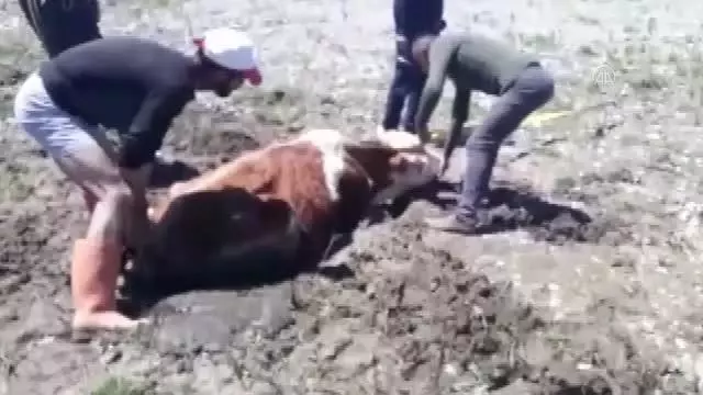 Nehrin kenarında çamura saplanan 2 ineği itfaiye kurtardı Nehrin kenarında çamura saplanan 2 ineği itfaiye kurtardı
