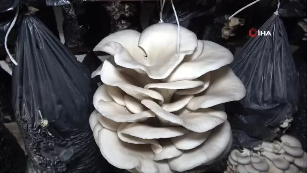 Orta ve Doğu Karadeniz'in mantarı Samsun'dan