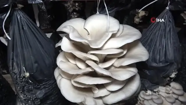 Orta ve Doğu Karadeniz'in mantarı Samsun'dan Orta ve Doğu Karadeniz'in mantarı Samsun'dan
