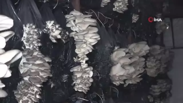 Orta ve Doğu Karadeniz'in mantarı Samsun'dan Orta ve Doğu Karadeniz'in mantarı Samsun'dan