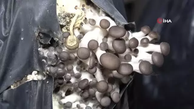 Orta ve Doğu Karadeniz'in mantarı Samsun'dan Orta ve Doğu Karadeniz'in mantarı Samsun'dan