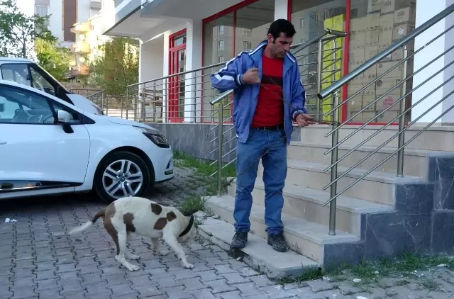 Sokağa çıkabilmek için yanlış köpeği seçti, ceza yemekten kurtulamadı Sokağa çıkabilmek için yanlış köpeği seçti, ceza yemekten kurtulamadı