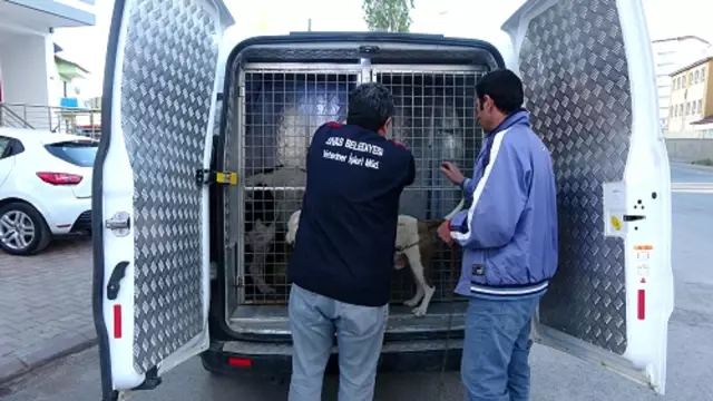 Sokağa çıkabilmek için yanlış köpeği seçti, ceza yemekten kurtulamadı Sokağa çıkabilmek için yanlış köpeği seçti, ceza yemekten kurtulamadı