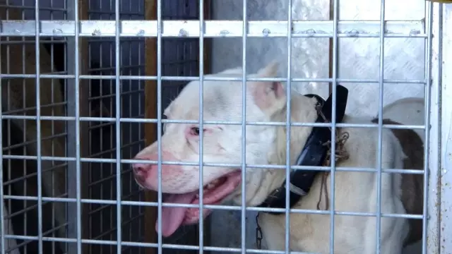 Sokağa çıkabilmek için yanlış köpeği seçti, ceza yemekten kurtulamadı Sokağa çıkabilmek için yanlış köpeği seçti, ceza yemekten kurtulamadı