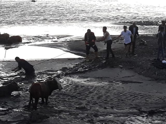 Ağrı'da bataklığa saplanan inekleri itfaiye kurtardı