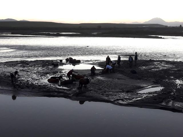 Ağrı'da bataklığa saplanan inekleri itfaiye kurtardı