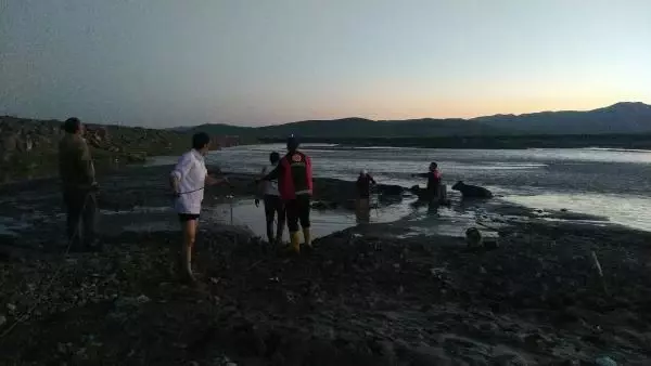 AĞRI'DA ÇAMURA SAPLANAN 17 İNEK, İTFAİYE EKİPLERİNCE KURTARILDI AĞRI'DA ÇAMURA SAPLANAN 17 İNEK, İTFAİYE EKİPLERİNCE KURTARILDI