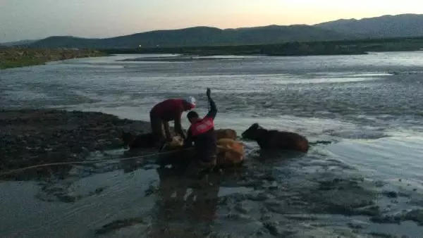 AĞRI'DA ÇAMURA SAPLANAN 17 İNEK, İTFAİYE EKİPLERİNCE KURTARILDI AĞRI'DA ÇAMURA SAPLANAN 17 İNEK, İTFAİYE EKİPLERİNCE KURTARILDI