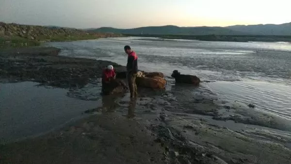 AĞRI'DA ÇAMURA SAPLANAN 17 İNEK, İTFAİYE EKİPLERİNCE KURTARILDI AĞRI'DA ÇAMURA SAPLANAN 17 İNEK, İTFAİYE EKİPLERİNCE KURTARILDI