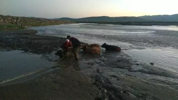AĞRI'DA ÇAMURA SAPLANAN 17 İNEK, İTFAİYE EKİPLERİNCE KURTARILDI AĞRI'DA ÇAMURA SAPLANAN 17 İNEK, İTFAİYE EKİPLERİNCE KURTARILDI