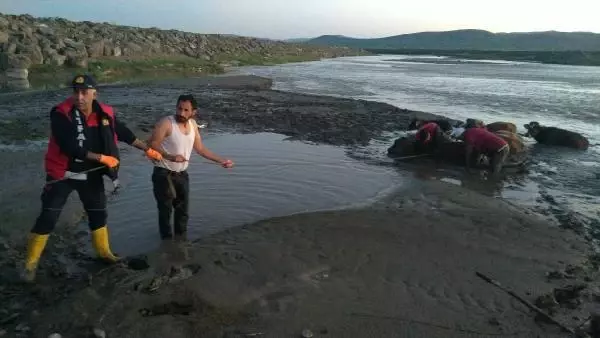 AĞRI'DA ÇAMURA SAPLANAN 17 İNEK, İTFAİYE EKİPLERİNCE KURTARILDI AĞRI'DA ÇAMURA SAPLANAN 17 İNEK, İTFAİYE EKİPLERİNCE KURTARILDI
