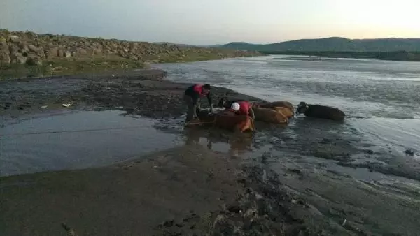 AĞRI'DA ÇAMURA SAPLANAN 17 İNEK, İTFAİYE EKİPLERİNCE KURTARILDI AĞRI'DA ÇAMURA SAPLANAN 17 İNEK, İTFAİYE EKİPLERİNCE KURTARILDI