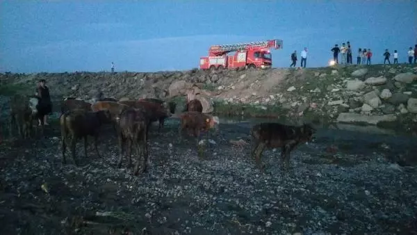 AĞRI'DA ÇAMURA SAPLANAN 17 İNEK, İTFAİYE EKİPLERİNCE KURTARILDI AĞRI'DA ÇAMURA SAPLANAN 17 İNEK, İTFAİYE EKİPLERİNCE KURTARILDI