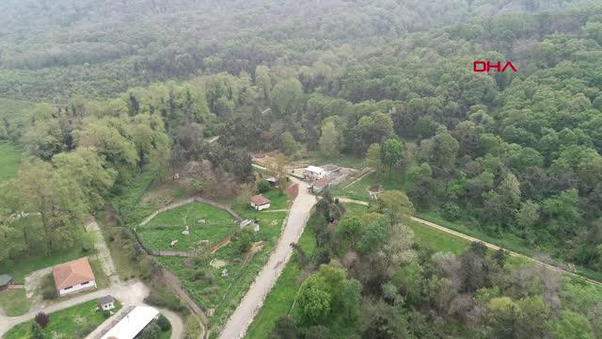 BURSA BARINAKTAKİ SON DANSÇI AYI 'BRÜTÜS?