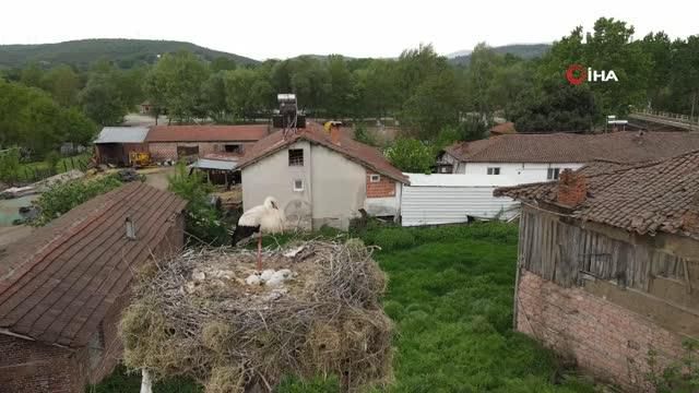 Çanakkale'de yavru leylekler yumurtadan çıktı Çanakkale'de yavru leylekler yumurtadan çıktı