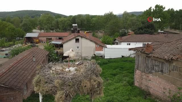 Çanakkale'de yavru leylekler yumurtadan çıktı Çanakkale'de yavru leylekler yumurtadan çıktı