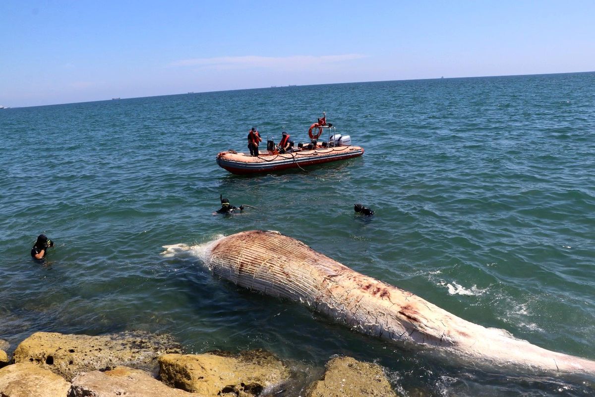 Akdeniz'in kralı Mersin'de kıyıya vurmuş halde bulundu